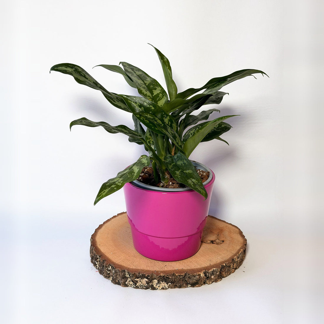 Aglaonema Maria se stříbrošedě mramorovanými listy