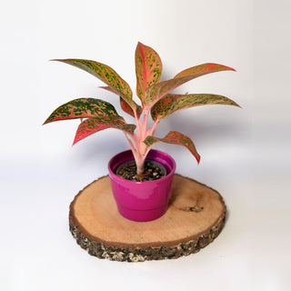 Aglaonema ‘Prestige’