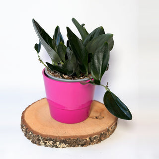 Scindapsus treubii ‘Dark Form’