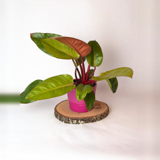 Philodendron ‘Prince of Orange’