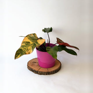 Philodendron ‘Strawberry Shake’