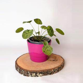 Pilea peperomioides ‘Mojito’