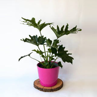 Thaumatophyllum bipinnatifidum ‘Selloum’