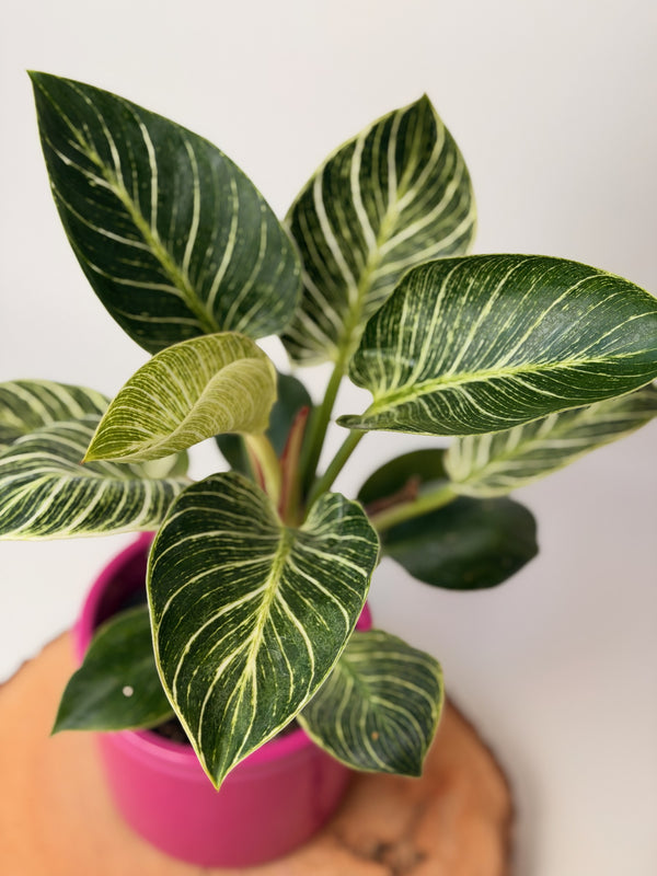 Philodendron ‘Birkin’