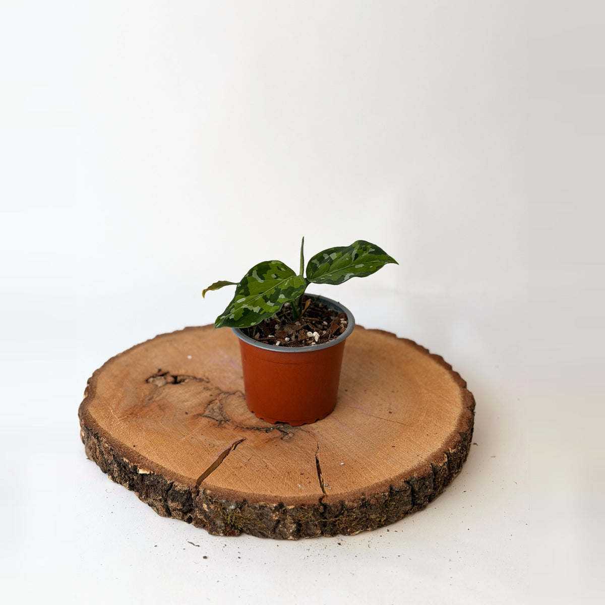 Aglaonema pictum ‘Tricolor’