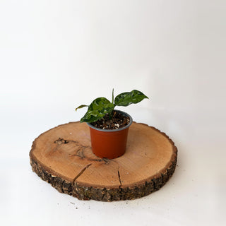 Aglaonema pictum ‘Tricolor’