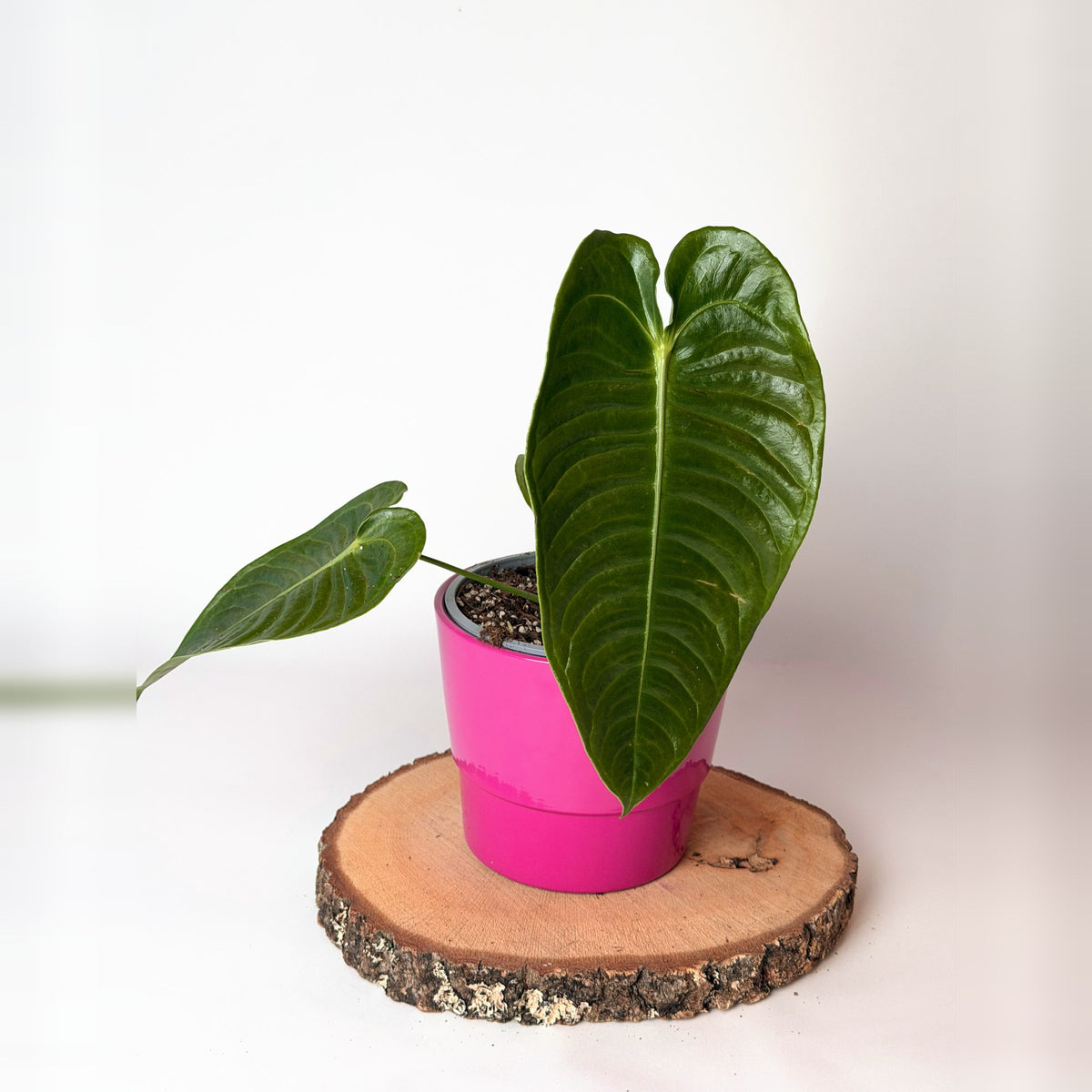 Anthurium veitchii