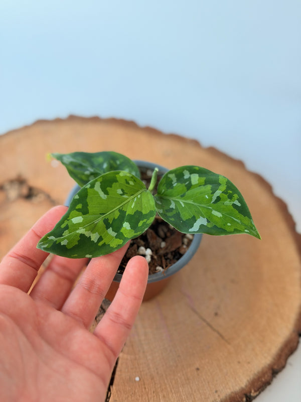 Aglaonema pictum ‘Tricolor’