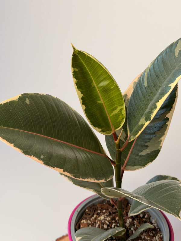 Ficus elastica ‘Tineke’ (fíkus)
