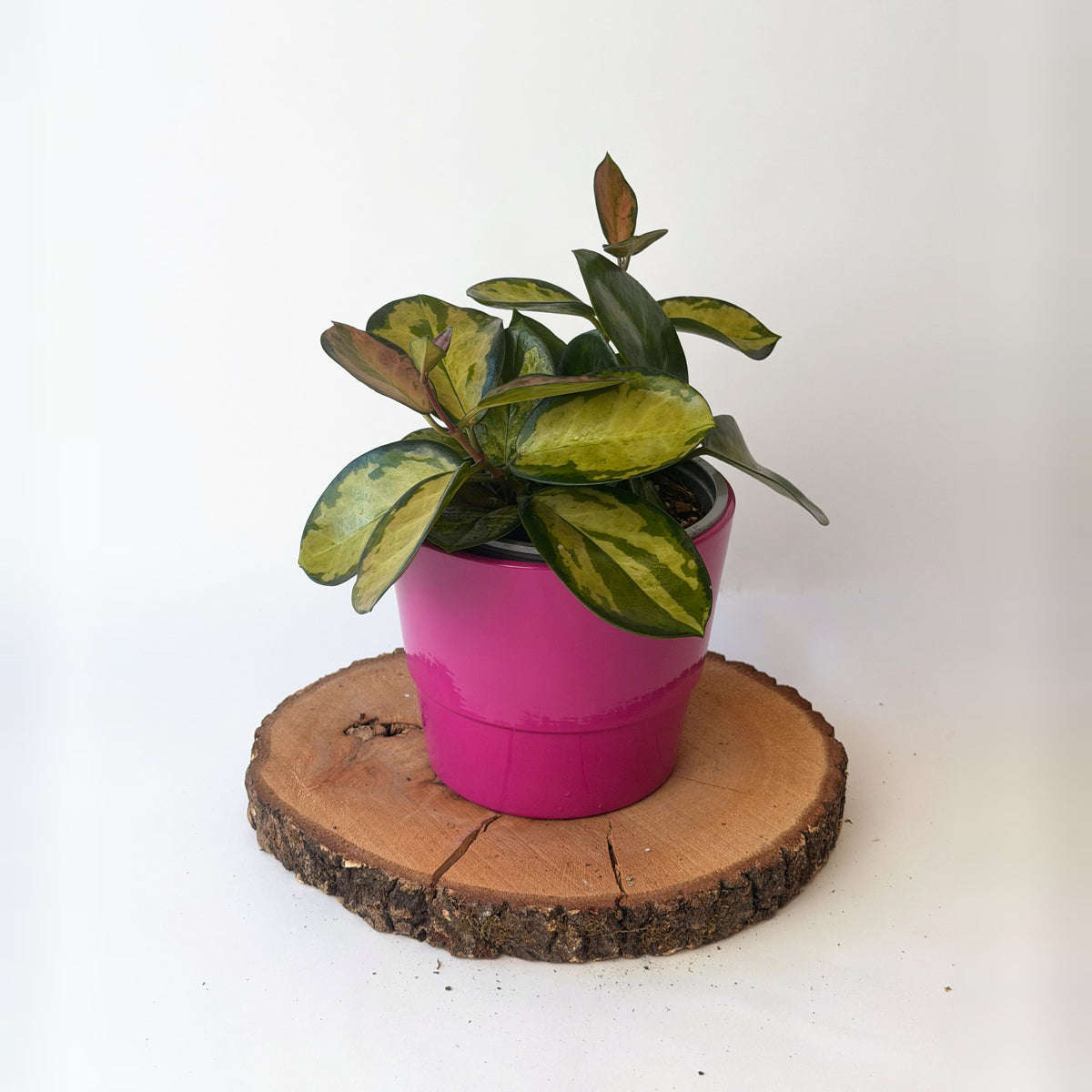 Hoya carnosa ‘Tricolor’ (voskovka)