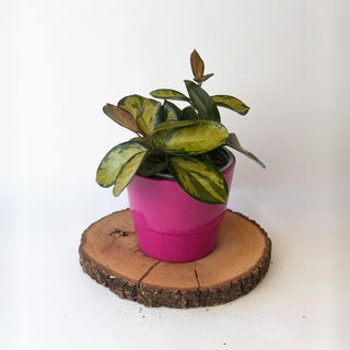Hoya carnosa ‘Tricolor’ (voskovka)