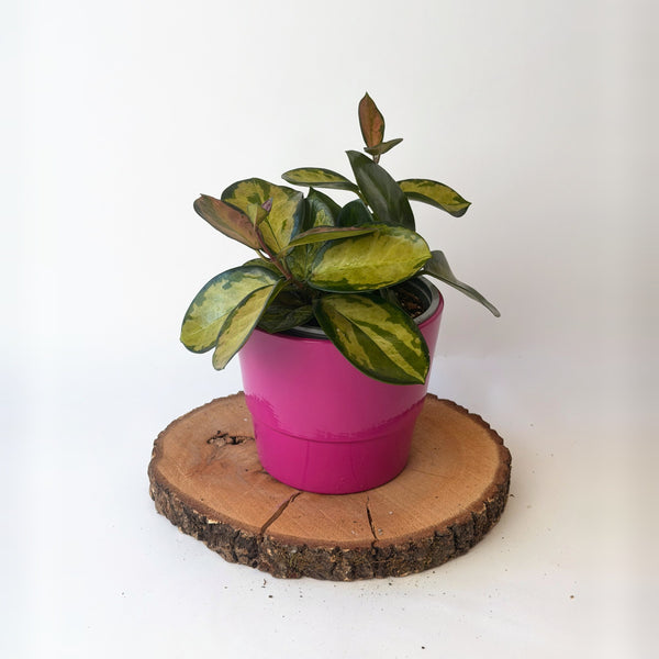 Hoya carnosa ‘Tricolor’ (voskovka)