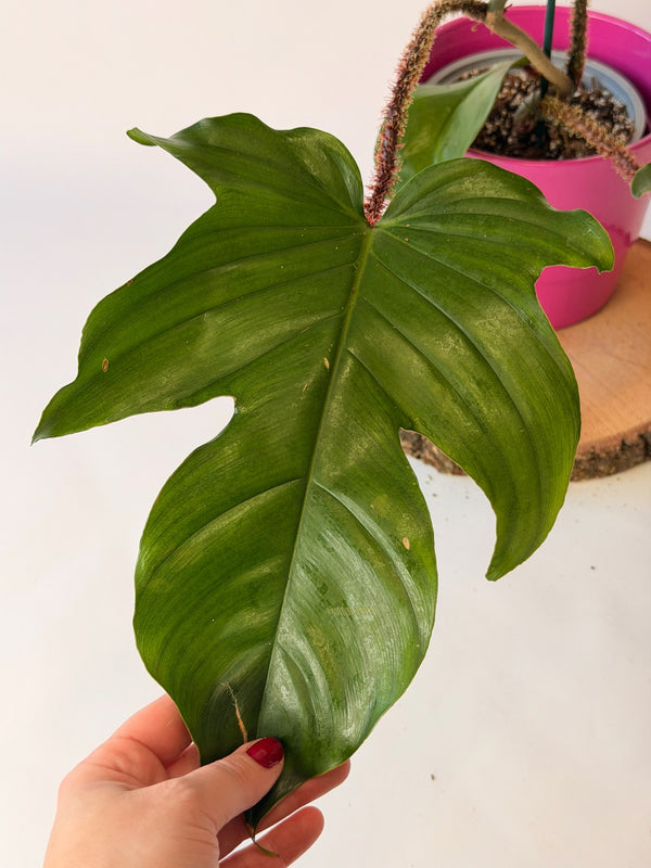 Philodendron squamiferum