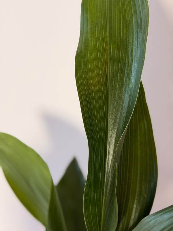 Aspidistra elatior