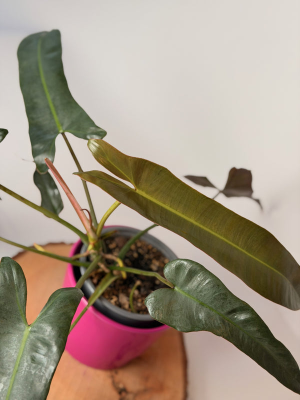 Philodendron atabapoense