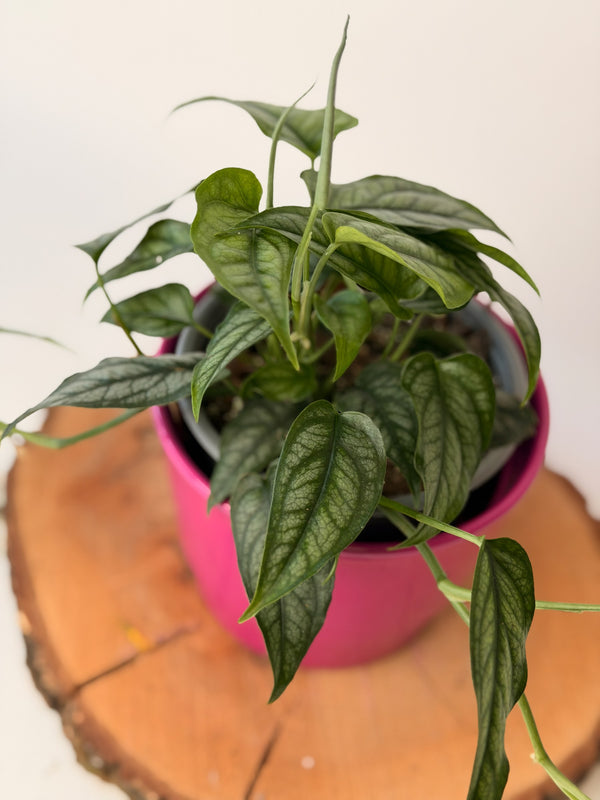 Monstera siltepecana