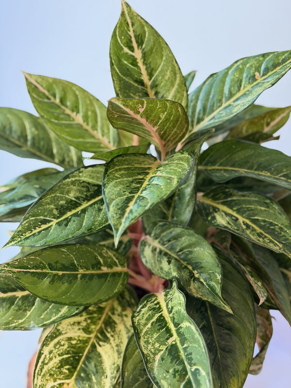 Aglaonema ‘Cocomelon’