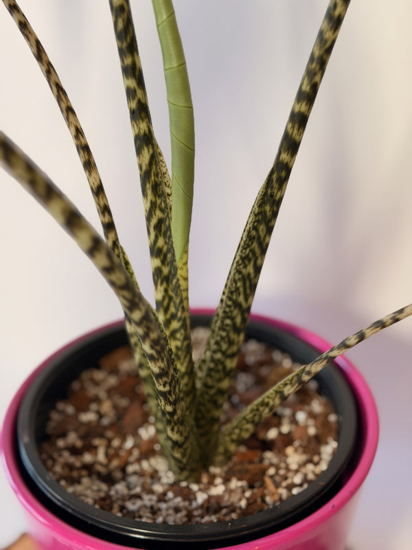 Alocasia zebrina
