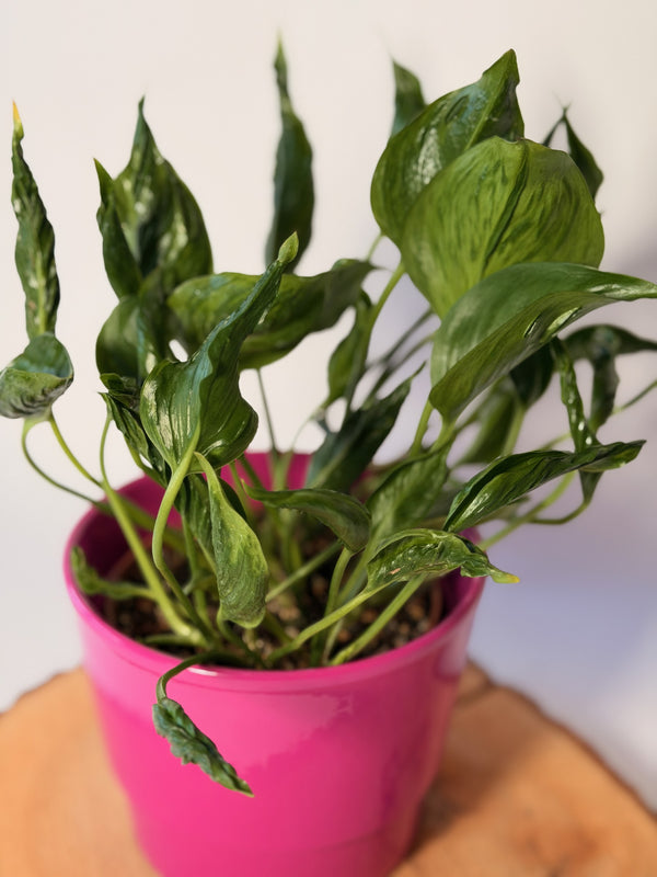 Epipremnum ‘Shangri-La’ (šplhavnice)