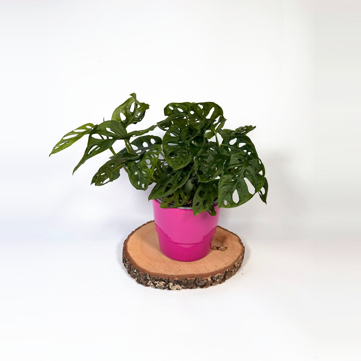 Monstera adansonii ‘Monkey Mask’