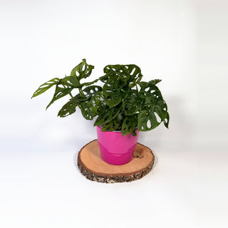 Monstera adansonii ‘Monkey Mask’