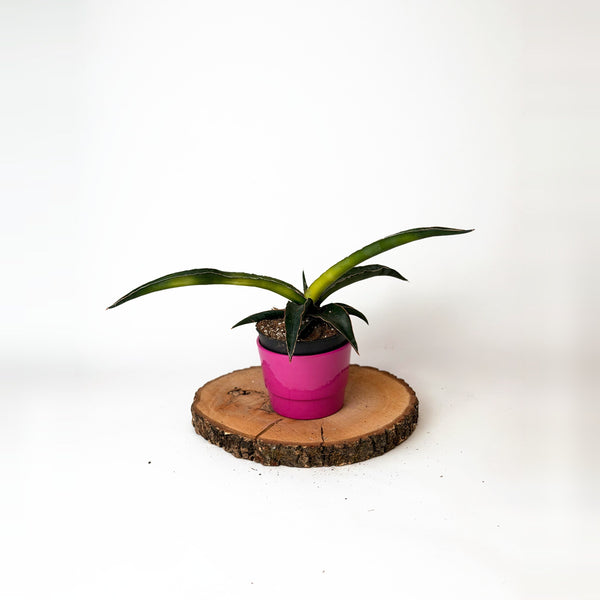 Sansevieria ‘Star Canary’