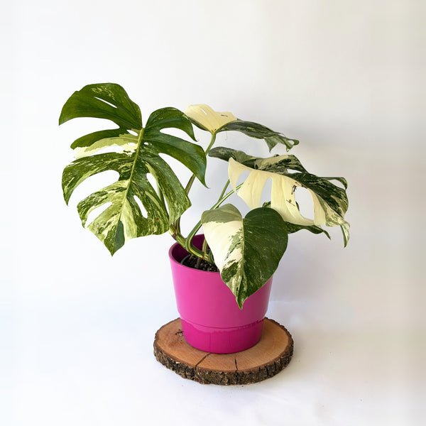 Monstera deliciosa ‘Albo Variegata’