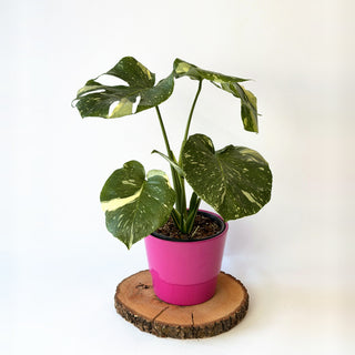 Monstera deliciosa ‘Thai Constellation’
