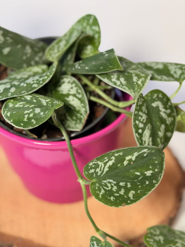 Scindapsus pictus ‘Argyraeus’