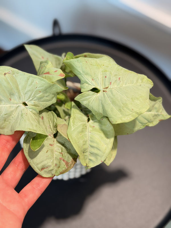 Syngonium podophyllum ‘Confetti’