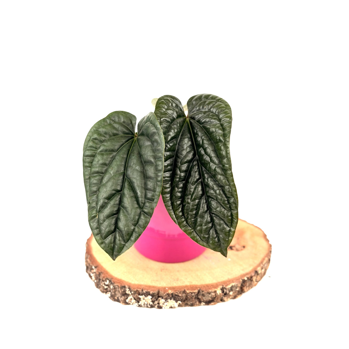 Anthurium radicans × luxurians