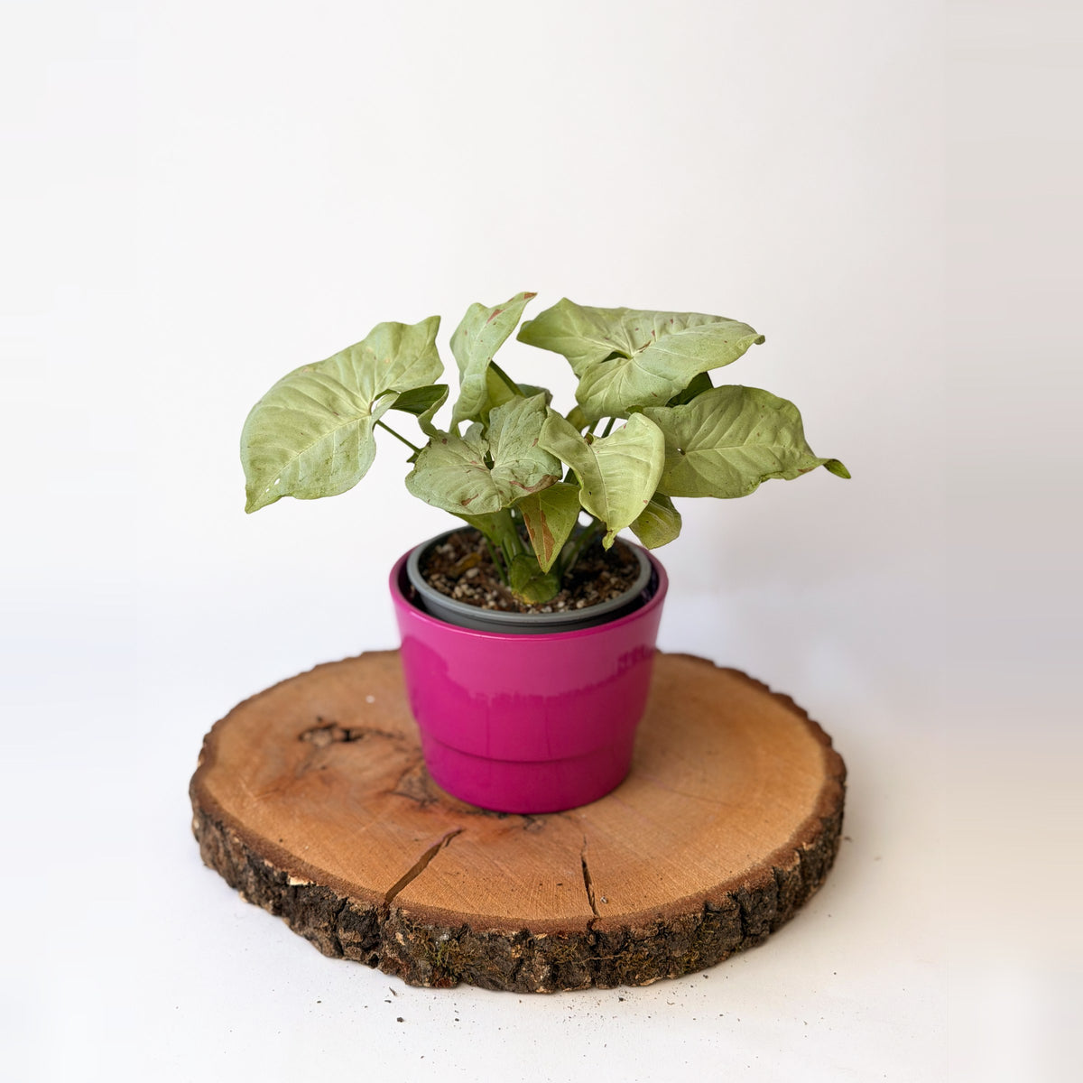 Syngonium podophyllum ‘Confetti’