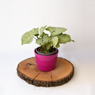 Syngonium podophyllum ‘Confetti’