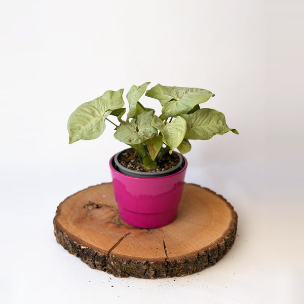 Syngonium podophyllum ‘Confetti’