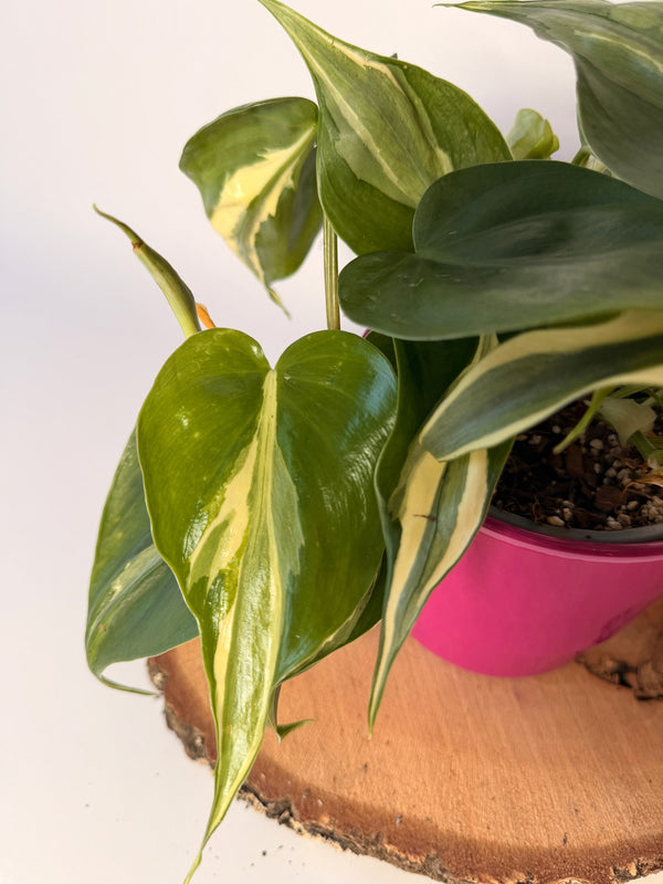 Philodendron hederaceum ‘Rio’