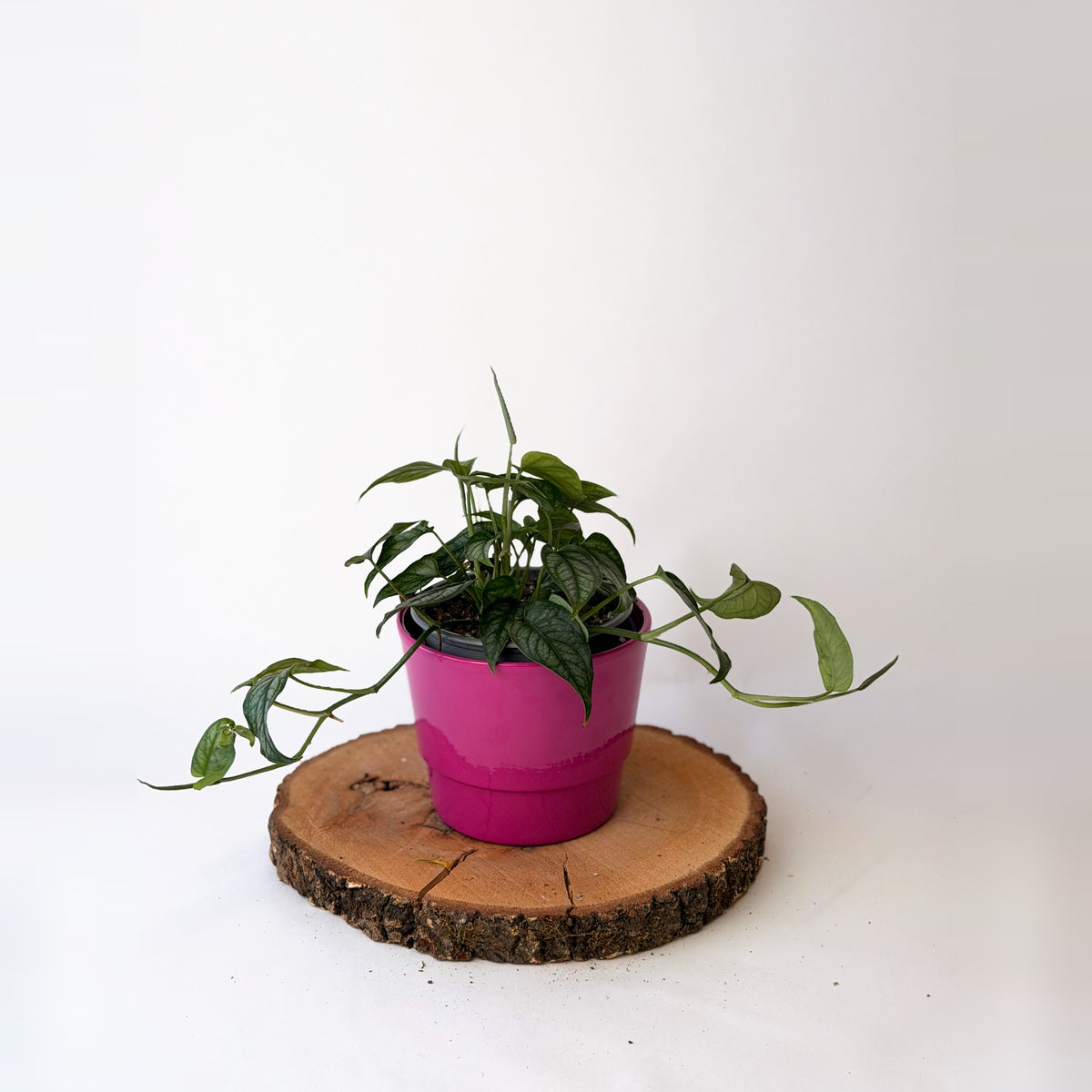 Monstera siltepecana