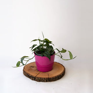 Monstera siltepecana