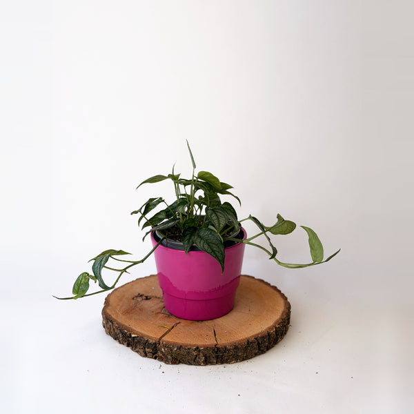Monstera siltepecana