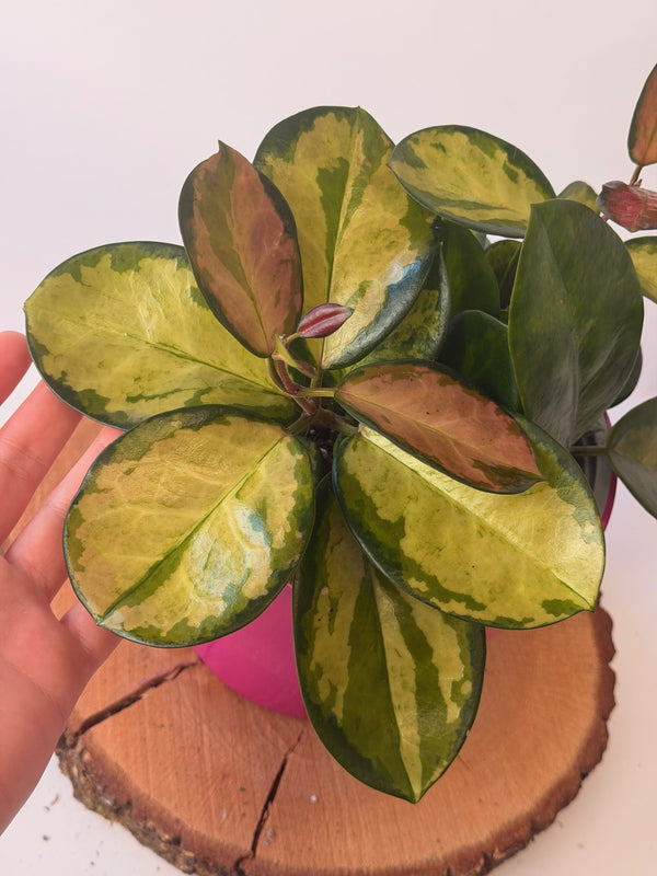 Hoya carnosa ‘Tricolor’ (voskovka)