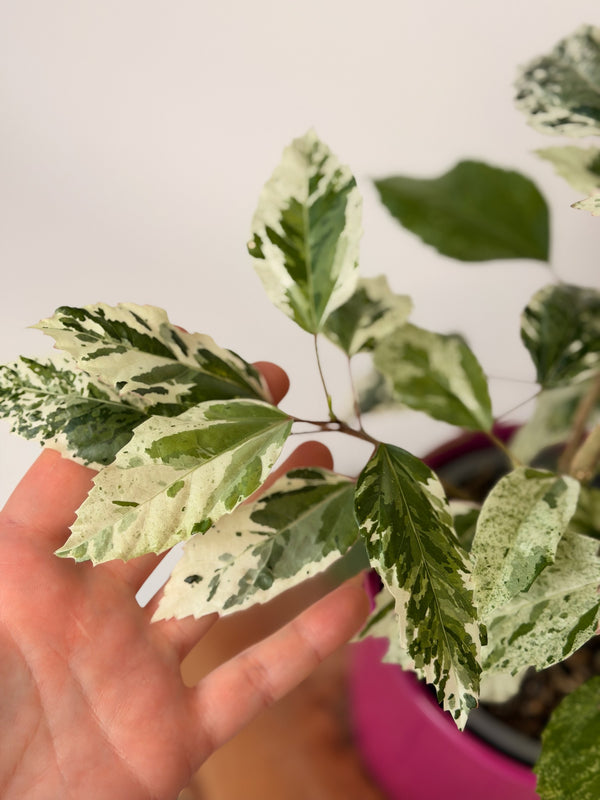 Hibiscus rosa-sinensis ‘Variegata’ (ibišek)