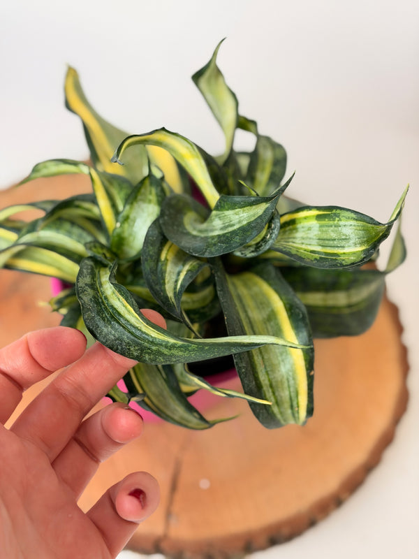 Sansevieria trifasciata ‘Hahnii Twirl Star’