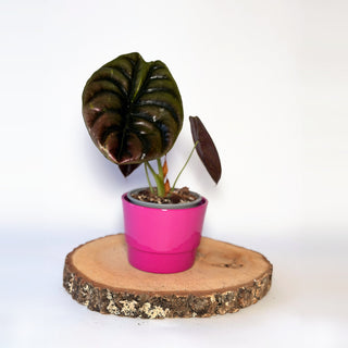 Alocasia cuprea ‘Red Secret’