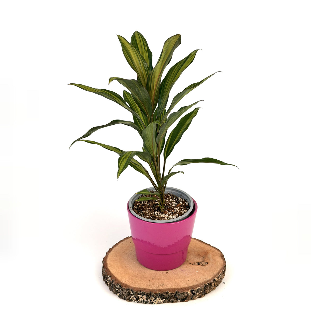 Cordyline fruticosa ‘Kiwi’ (kordylina)