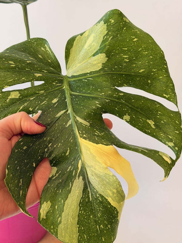 Monstera deliciosa ‘Thai Constellation’