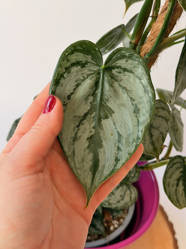 Philodendron brandtianum