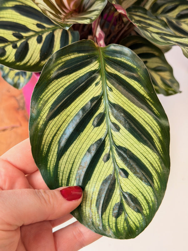 Calathea makoyana (kalatea)