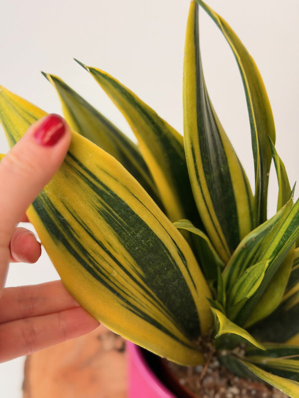Sansevieria trifasciata ‘Black Gold’