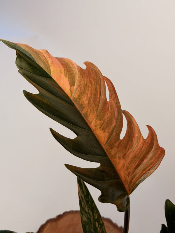 Philodendron ‘Caramel Marble’