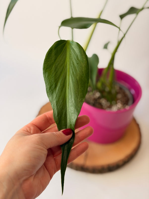Monstera deliciosa ‘Burle Marx Flame’