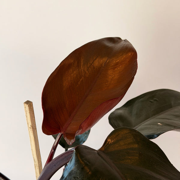 Philodendron ‘New Red’